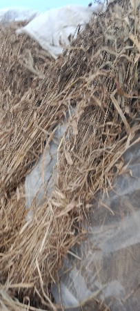 જુવાર ની સાર