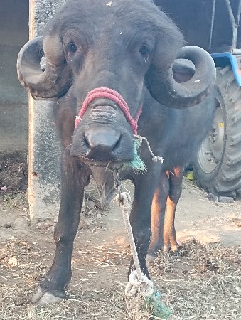 ખડેલુ વેચવા નુ છે  દોઢ મહિના નો