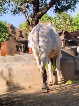 ગોધલો વેસવાનો શે