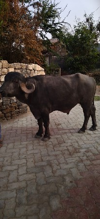 પાડૉ વેચવાનો સે