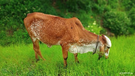 માણસોની જરૂર છે