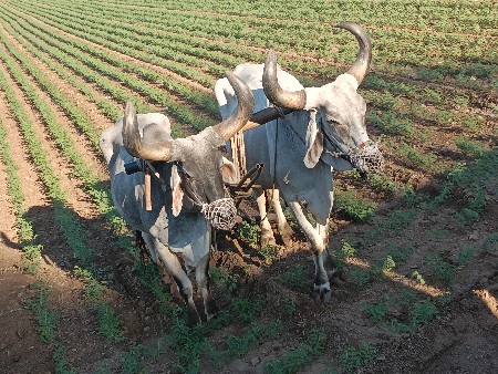 બળદ આપવાનો સે