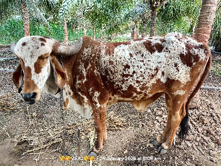 થંબનેલ 2