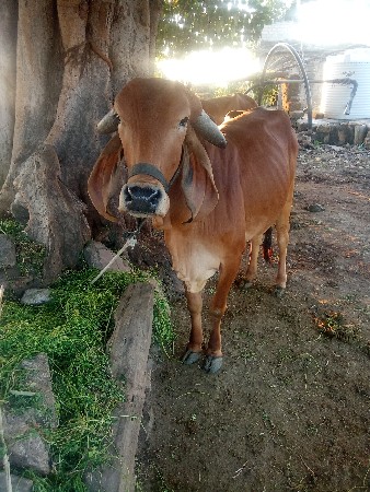 ગીર ગાય વેચવાની છે દોવા દેશે