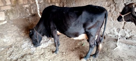 थंबनेल 3