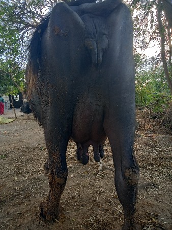 ભેંસ વેચવાની છે