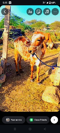 थंबनेल 3