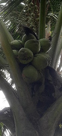 थंबनेल 3