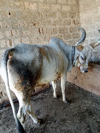 ગોઢલા  બરધુ વેશવાના છે