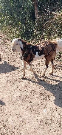 थंबनेल 3