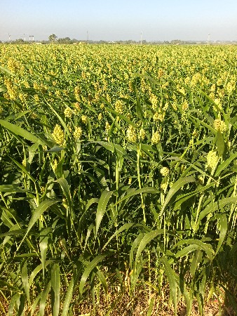 લીલી જુવાર  વેચવાની સે.