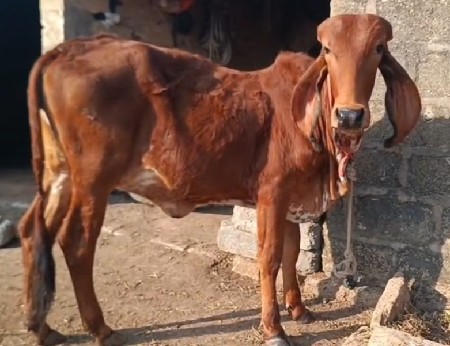 2 હોડકી વેચવાની છે