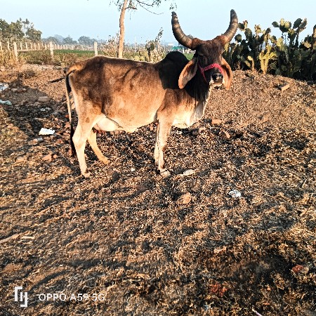 ગાય વેચવાની છે વીયાસેહવે