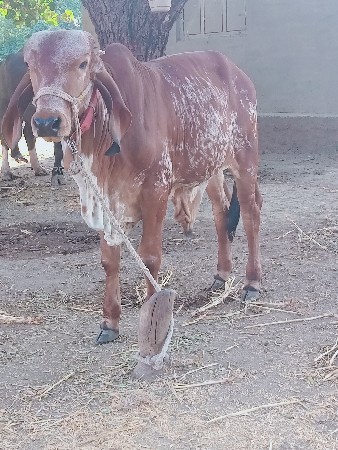 ગાય વેસવાની છે