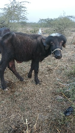 थंबनेल 3