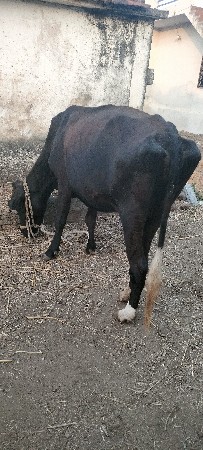 थंबनेल 3