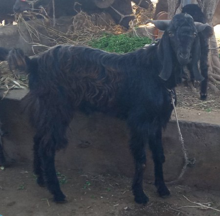 બકરો વેચવાનો છે.