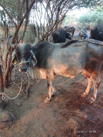 5 દી ની વાર છૈ