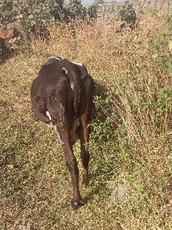 હતા કરવા ખડેલી હોયતો