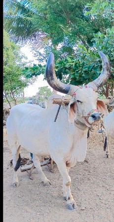 ત્રણ ધર  નો છે