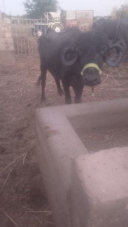 મેરૂ સાગણ ઓડેદરા