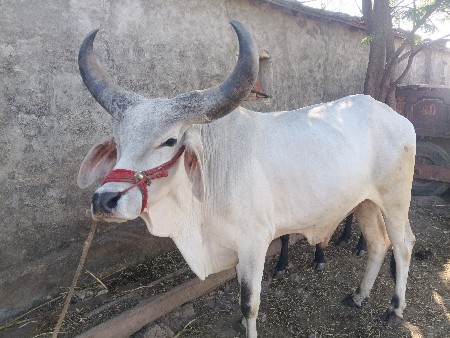 બળદ સાવ સોજો છે