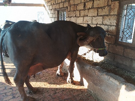 थंबनेल 3