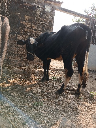 थंबनेल 2