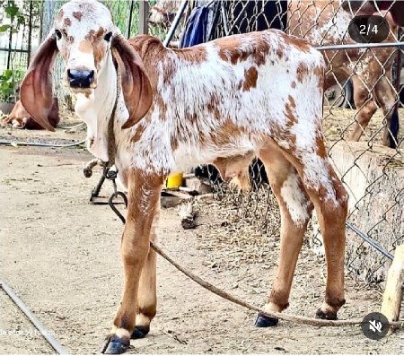 थंबनेल 3