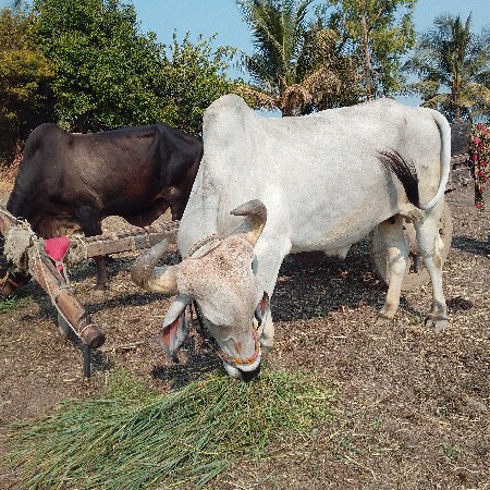 थंबनेल 2