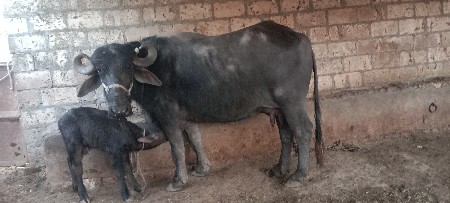 ભેંસ વેચવાની છે ખડેલી