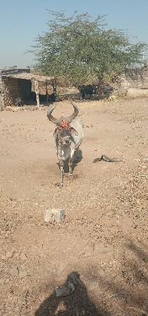 थंबनेल 2