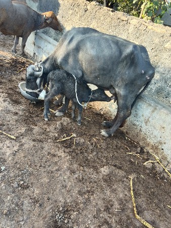 ભેશ વેચવાની છે