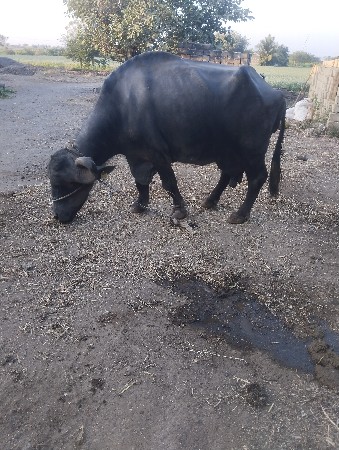 थंबनेल 3