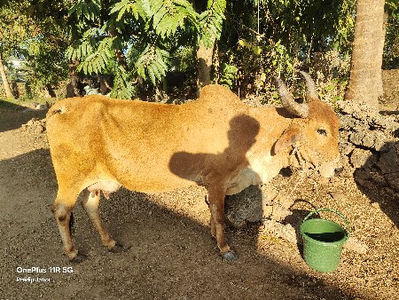 ગાય વેચવા ની છે
