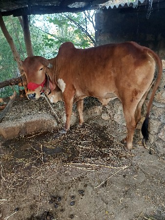 ગાય વેચવા ની સે
