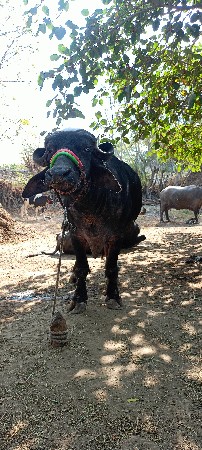 બીજું વેતર 1મહીનાની કાશી