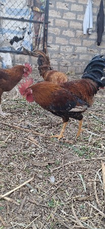 દેશી મરઘા અને દેશી મરઘી