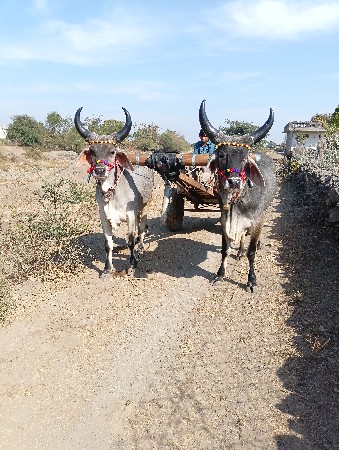 ગામ કોટડા સાંગાણી જીલ્લો રાજકોટ