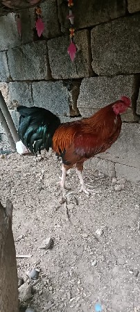 2 મુરધા 1 મુરધી 4 બચા 3 મહીના