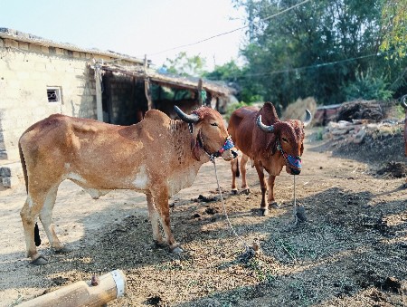 ગોધલા. ભવથાસે