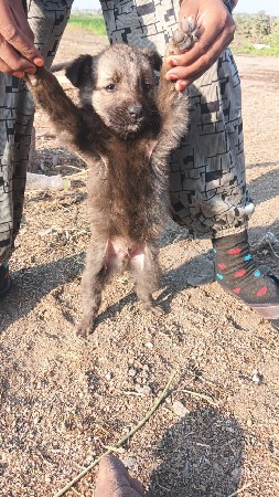 थंबनेल 3