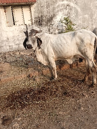 ગાય વેસવા ની છે