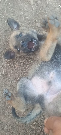 Belgium puppy આપવાનું છે