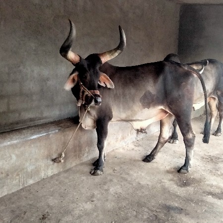 બળદ વેચવાના છે.