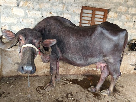 3 વેતર વ્યાહે