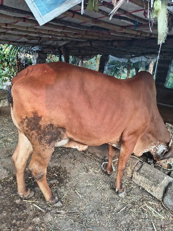 દેશી ગીર  ગાય વેચવાની છે