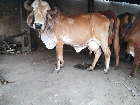 વેચવા ની છે