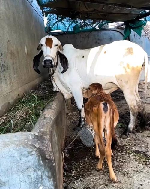 ઓરિજનલ લિલડી ને કાબરી બેય હોડકીયુ વેચવાની છે