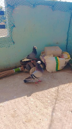 થંબનેલ 3